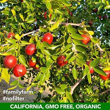 JUJUME Organic California Jujubes for Healthy Snacking