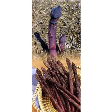 Heirloom Purple Passion Asparagus Roots - 10 Non-GMO Roots