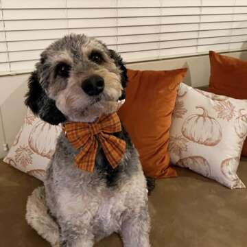 Maca Bates Fall Dog Collar with Sailor Bow Tie Pumpkin Plaid Dogs Collars with Bowtie Checkered Halloween Thanksgiving Day Adjustable Puppy Colar for Small Medium Large Girl Boy Male Female Pet