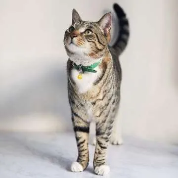 Aoche Pet Bells for Collars - Colorful Safety Accessory