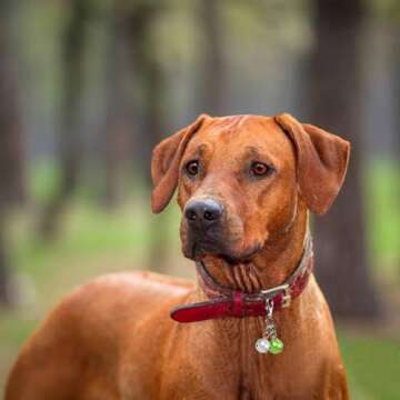 Aoche Pet Bells for Collars - Colorful Safety Accessory