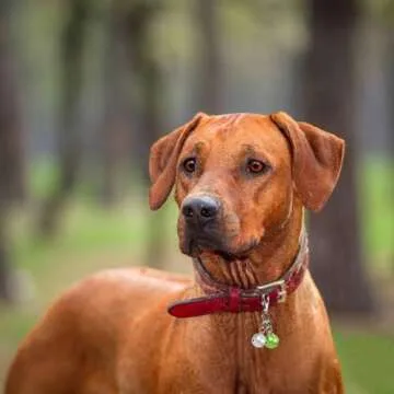 Aoche Pet Bells for Collars - Colorful Safety Accessory