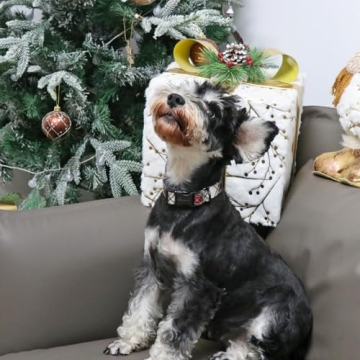 Holiday-Ready ARING PET Christmas Dog Collar for Dogs