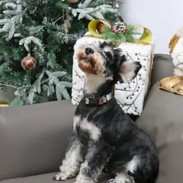 Holiday-Ready ARING PET Christmas Dog Collar for Dogs