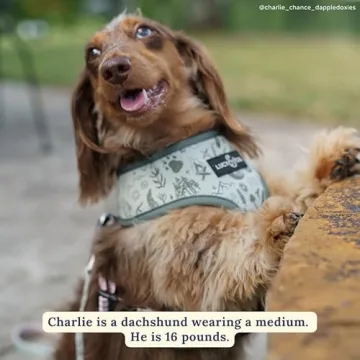 Reversible Designer Dog Harness for Stylish Walks