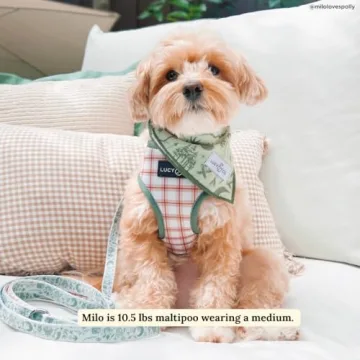 Reversible Designer Dog Harness for Stylish Walks