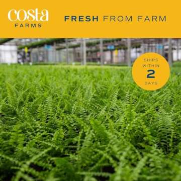 Costa Farms Ferns for Stunning Home Decor and Gifts
