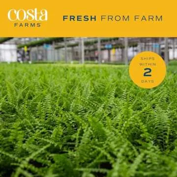 Costa Farms Ferns for Stunning Home Decor and Gifts