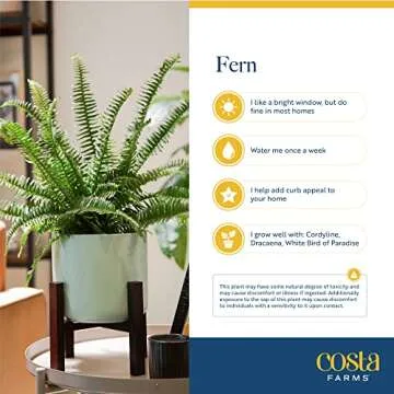 Costa Farms Ferns for Stunning Home Decor and Gifts