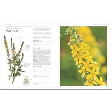 Essential Herbs: Treat Yourself Naturally with Herbs and Homemade Remedies