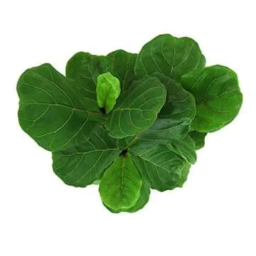 Fiddle Leaf Fig - Elegant Easy Care House Plant