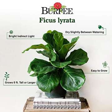 Fiddle Leaf Fig - Elegant Easy Care House Plant