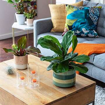 Fiddle Leaf Fig - Elegant Easy Care House Plant