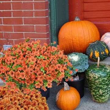 trytuny 16 Bundles Artificial Fall Flowers for Outdoors, Fake Orange Mums Autumn Plants, Lifelike Faux Silk Daisy for Outside Home Planter Front Porch Patio Thanksgiving Decor