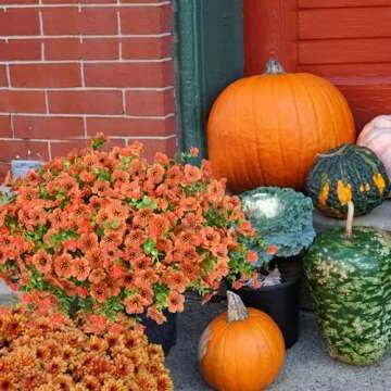 trytuny 16 Bundles Artificial Fall Flowers for Outdoors, Fake Orange Mums Autumn Plants, Lifelike Faux Silk Daisy for Outside Home Planter Front Porch Patio Thanksgiving Decor