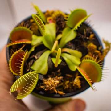 Venus Fly Trap Live Plant - Perfect Gift Idea