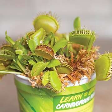 Venus Fly Trap Live Plant - Perfect Gift Idea
