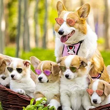 Molain Cat Sunglasses - Adorable UV Protection for Pets