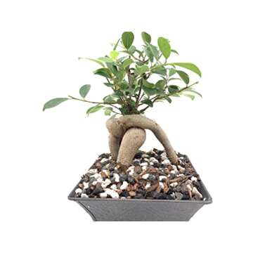 Calcined Clay for Bonsai and Succulents | 2 Quarts Bag