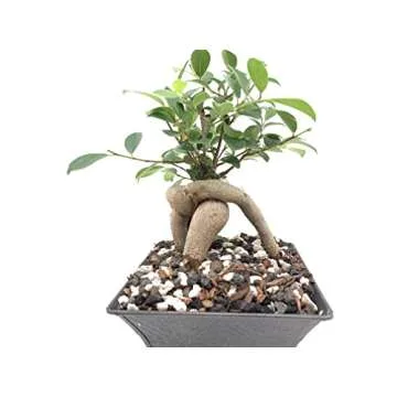 Calcined Clay for Bonsai and Succulents | 2 Quarts Bag