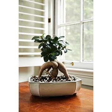 Calcined Clay for Bonsai and Succulents | 2 Quarts Bag