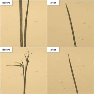 Briogeo Don't Despair, Repair! Strengthening Treatment Oil, Hair Oil Treatment for Dry, Damaged Hair, Helps Seal Split Ends, Enhances Shine, Hydrates, Nourishes, Vegan, Cruelty-Free, 1 fl oz