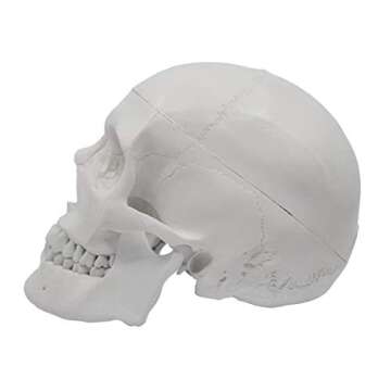 hBARSCI Human Skull Model - Medical Quality - 3 Parts with Removable Calvaria & Articulated Mandible...