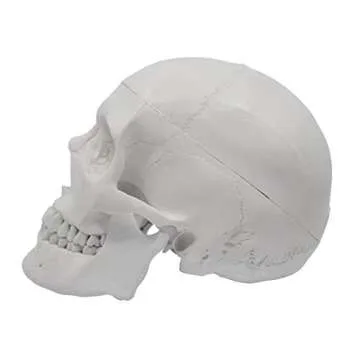 hBARSCI Human Skull Model - Medical Quality - 3 Parts with Removable Calvaria & Articulated Mandible...