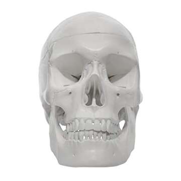hBARSCI Human Skull Model - Medical Quality - 3 Parts with Removable Calvaria & Articulated Mandible - Anatomy Skull, Plastic Skull Replica, Life Size Skull