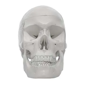 hBARSCI Human Skull Model - Medical Quality - 3 Parts with Removable Calvaria & Articulated Mandible - Anatomy Skull, Plastic Skull Replica, Life Size Skull