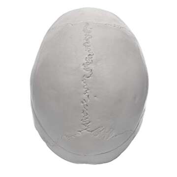 hBARSCI Human Skull Model - Medical Quality - 3 Parts with Removable Calvaria & Articulated Mandible - Anatomy Skull, Plastic Skull Replica, Life Size Skull