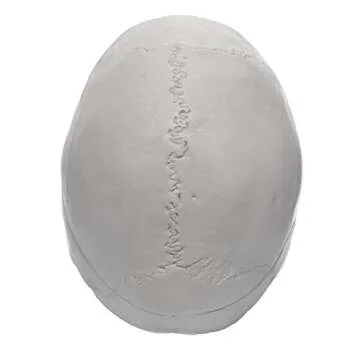 hBARSCI Human Skull Model - Medical Quality - 3 Parts with Removable Calvaria & Articulated Mandible - Anatomy Skull, Plastic Skull Replica, Life Size Skull