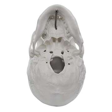 hBARSCI Human Skull Model - Medical Quality - 3 Parts with Removable Calvaria & Articulated Mandible - Anatomy Skull, Plastic Skull Replica, Life Size Skull