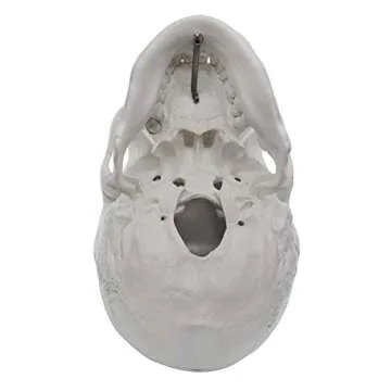 hBARSCI Human Skull Model - Medical Quality - 3 Parts with Removable Calvaria & Articulated Mandible - Anatomy Skull, Plastic Skull Replica, Life Size Skull