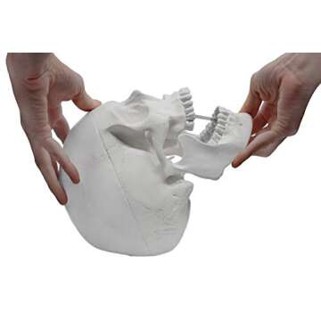 hBARSCI Human Skull Model - Medical Quality - 3 Parts with Removable Calvaria & Articulated Mandible - Anatomy Skull, Plastic Skull Replica, Life Size Skull