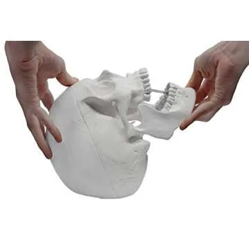 hBARSCI Human Skull Model - Medical Quality - 3 Parts with Removable Calvaria & Articulated Mandible - Anatomy Skull, Plastic Skull Replica, Life Size Skull