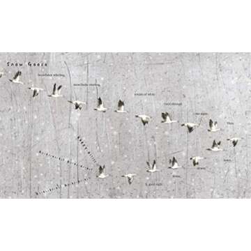 Snow Birds: A Picture Book