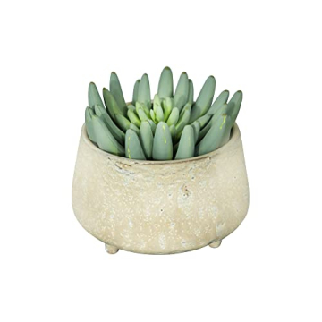 Creative Co-Op Large Stoneware Footed Cream Reactive Glaze Finish (Each one Will Vary) Pots and Planters, Tan