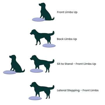 FitPaws Dog Balance Disc, Razzleberry | Dog Exercise Equipment | Workout Tool for Strength, Core, Stability & Rehabilitation 14”