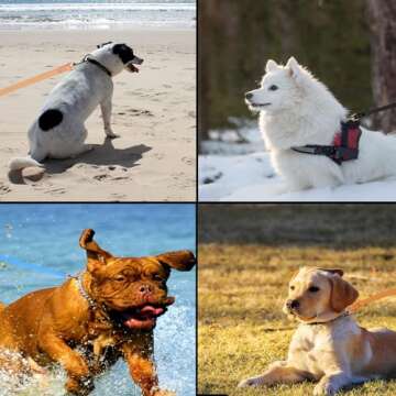 Durable Waterproof Dog Leash for All Size Dogs