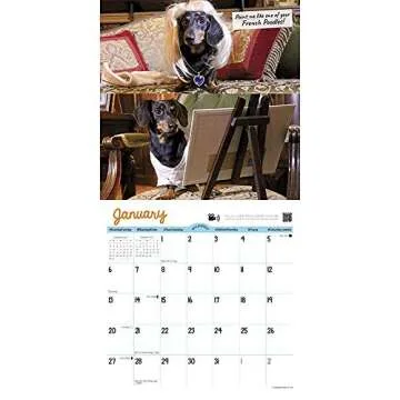 Crusoe the Celebrity Dachshund Mini 2019 Wall Calendar