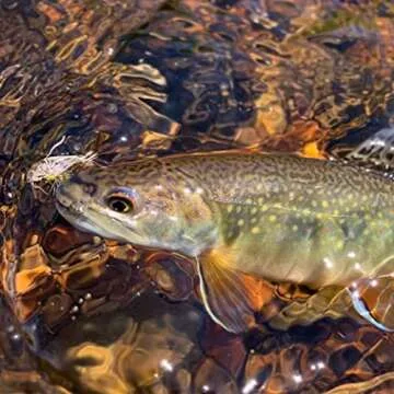 Nirvana Premium Fly Fishing Tippet Rings - 25 Rings on a Clip - Made in Japan (2mm)