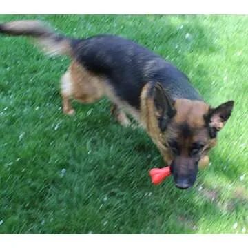 Jalousie Chew Toy Natural Rubber chew Toy for Interactive Play Toy Ball Rope Rubber Value Set for Small to Medium Breed Dog mutt Puppy