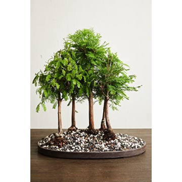 Premium Bonsai Soil Mix – Ready to Use & Versatile