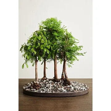 Premium Bonsai Soil Mix – Ready to Use & Versatile