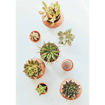 Premium Bonsai Soil Mix – Ready to Use & Versatile