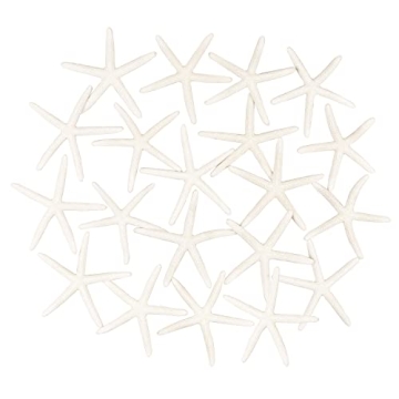 Jangostor 20 PCS Starfish | Natural Seashells for Decor