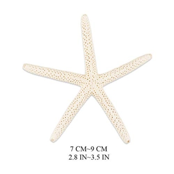 Jangostor 20 PCS Starfish | Natural Seashells for Decor
