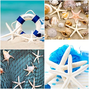Jangostor 20 PCS Starfish | Natural Seashells for Decor
