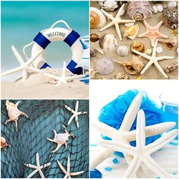 Jangostor 20 PCS Starfish | Natural Seashells for Decor